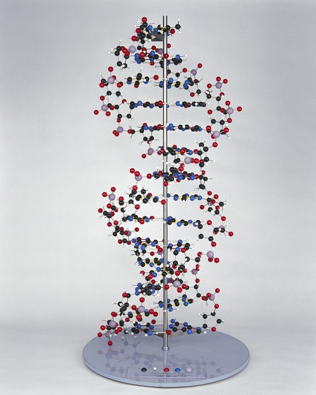 Dna Double Helix Model Project Ideas