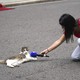 A reporter holds their microphone up to a cat that is lying comfortably on pavement in front of 10 Downing Street in London.