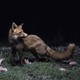 A taxidermy fox standing among flamingo feathers and plants against black background