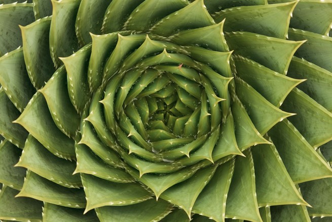 aloe plant with leaves growing in the fibonacci spiral
