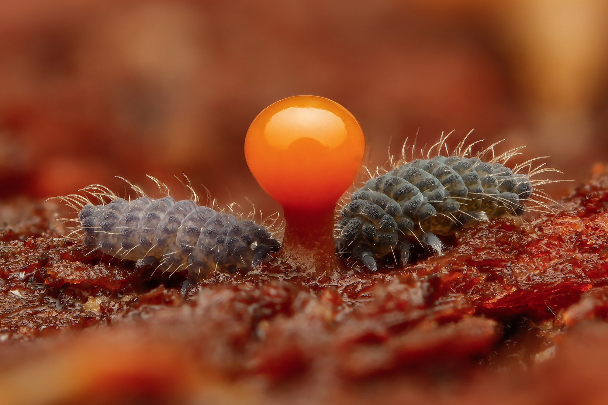 Two small insects feed on a shiny bit of slime mold.