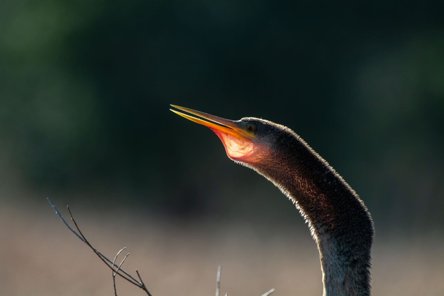 A long-necked bird flares its gular sac in its throat, allowing some sunlight to pass through.