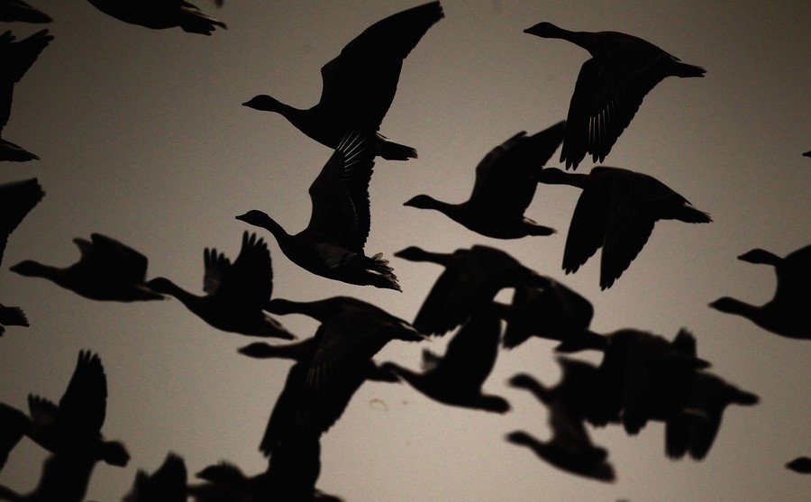 A flock of geese flies, silhouetted against the sky.