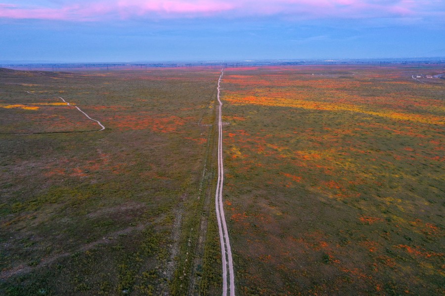 An aerial view of a road leading through a broad field of wildflowers.