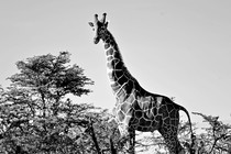 A giraffe