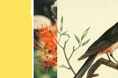 collage illustration with yellow bar, part of red-orange flower; bird perching on branch
