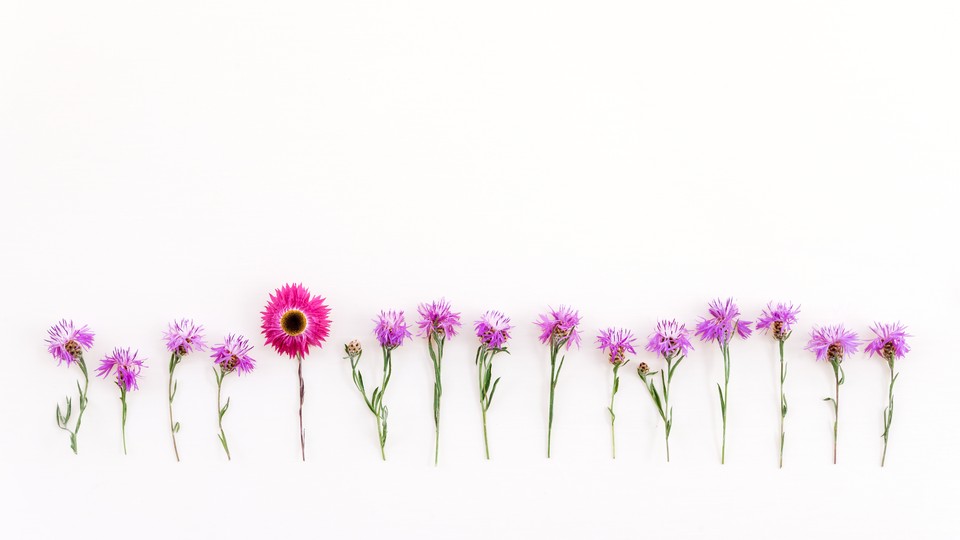 A line of pink flowers