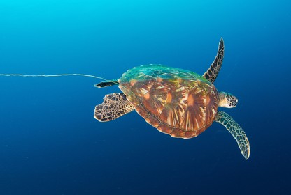 a sea turtle swimming through the ocean, trailing a piece of plastic it likely ingested