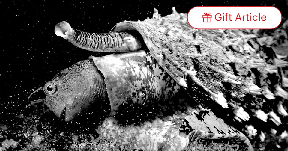 cigarette snail venom One of the World's Most Venomous Animals Is a Snail