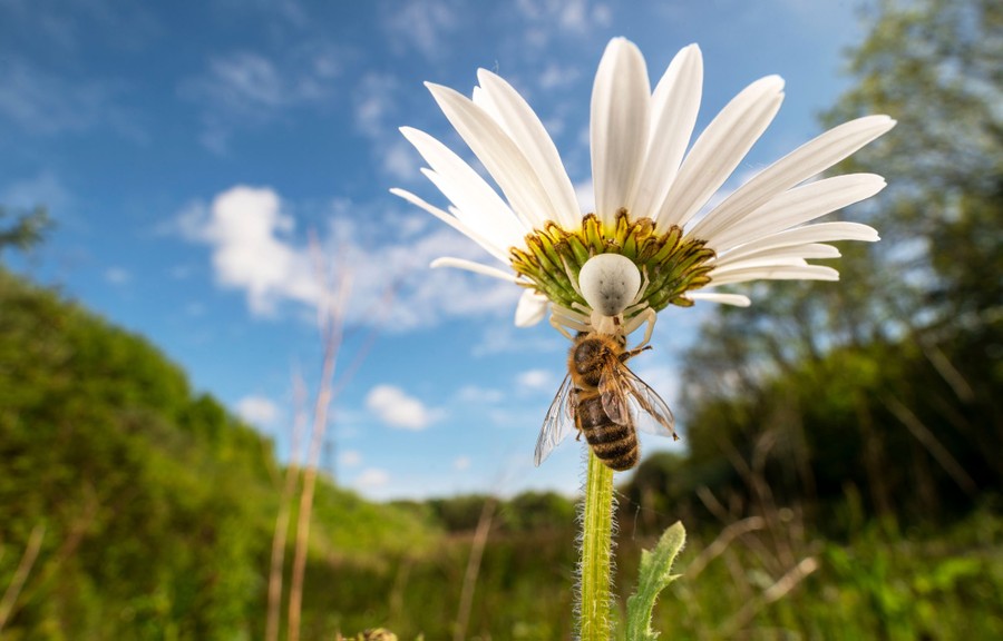 A spider grapples with a bee while hanging onto the underside of a flower, seen from below.