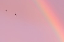 Blurred rainbow against pink sky background with two birds flying
