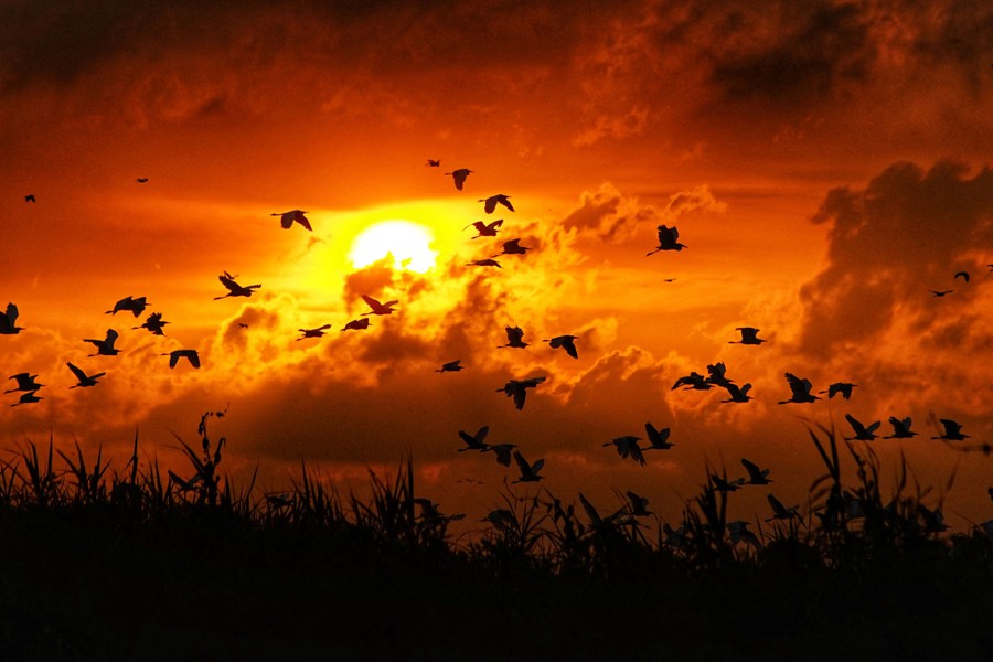 Birds take flight as the sun sets.