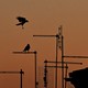 Photograph of crows landing and perching on electrical equipment at sunset