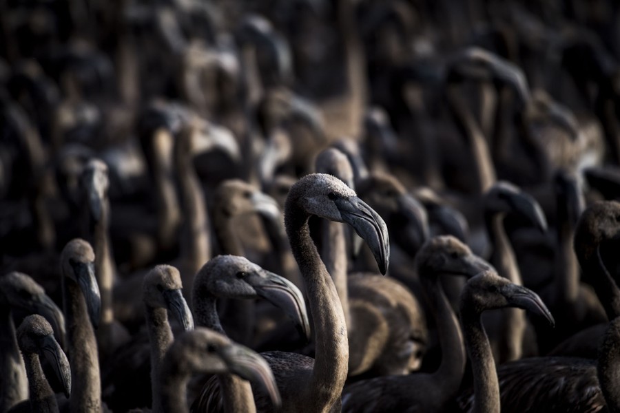 A flock of young flamingo chicks