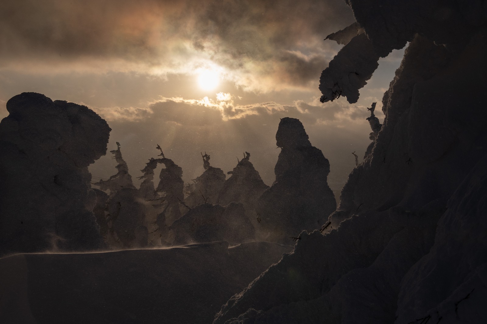 Snow-covered trees, seen in silhouette at sunset
