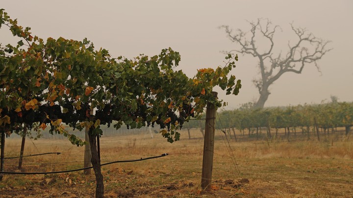 A vineyard in Sonoma, California