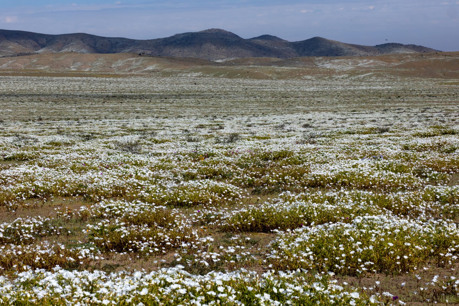 White wildflowers cover a desert plain.