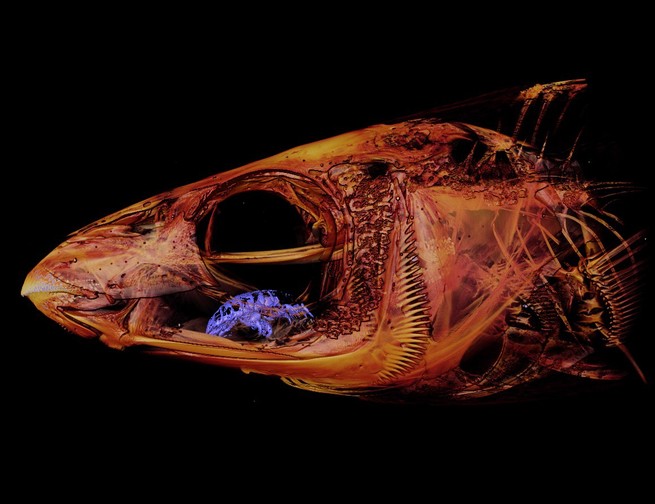 a herring cale from New Zealand, scanned to show a parasite on its tongue