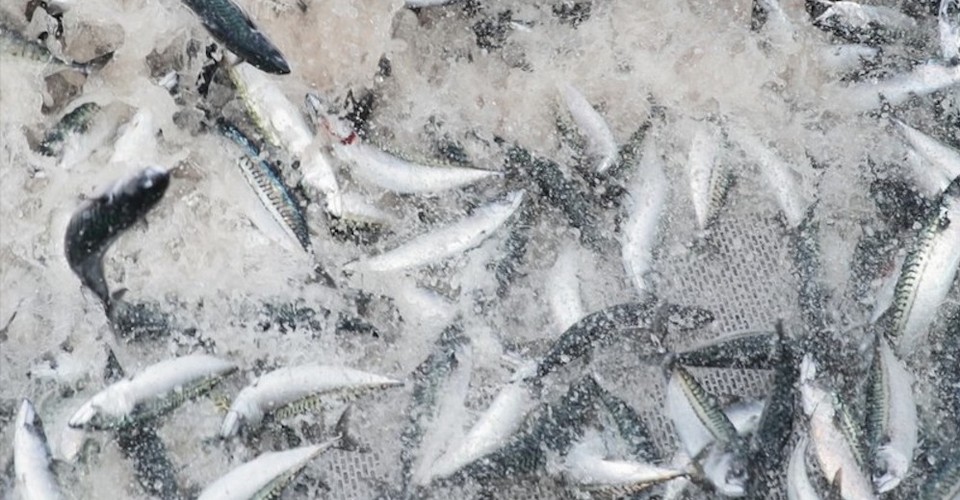 The World's Supply of Mackerel Is on the Move - Vimarsana News