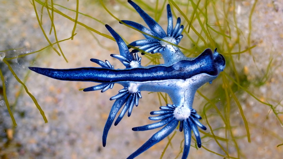 Blue sea dragons are part of the neuston