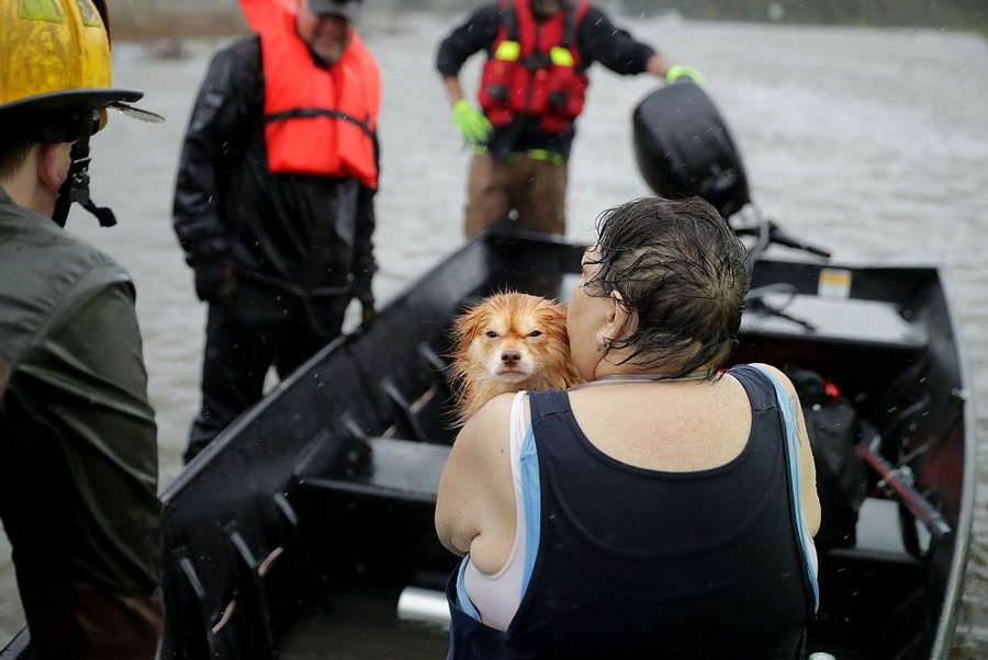 Hurricane Florence: Pet Rescues in Photos - The Atlantic