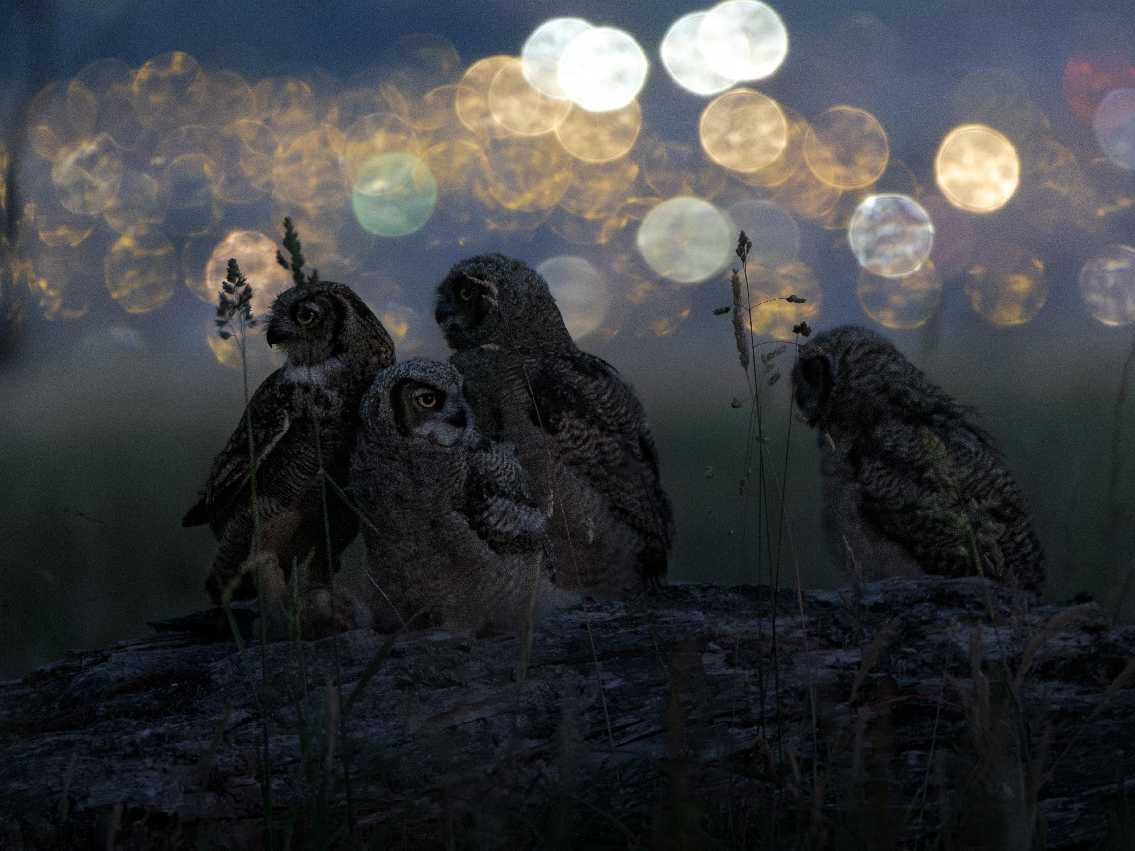 A group of owls stand together, with dappled, out-of-focus light in the background.