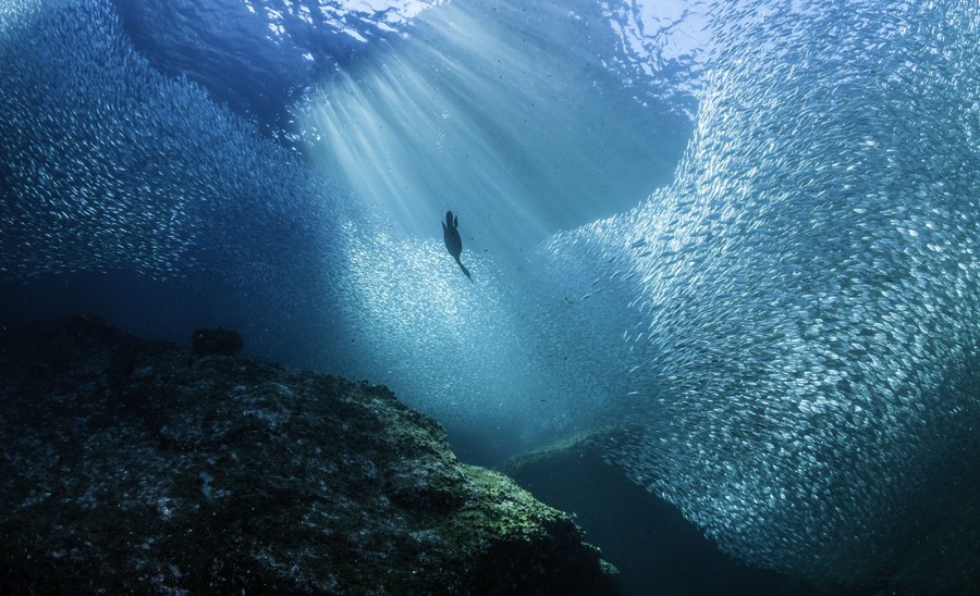 A cormorant dives underwater through a school of fish.