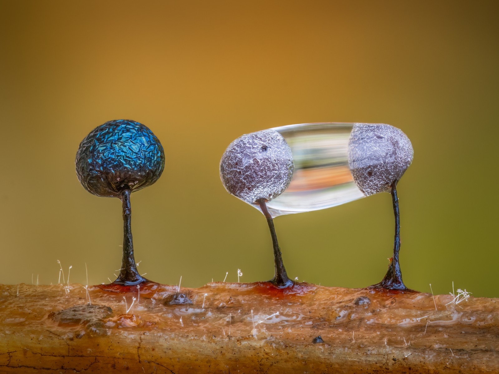A close view of three slime mold spores on a piece of wood. Two of them are tangled in a droplet of water.