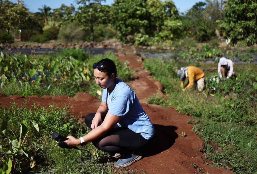 Several people kneel down, working in a large garden area.