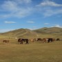 Horses in a steppe