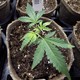 A newly transplanted cannabis cutting