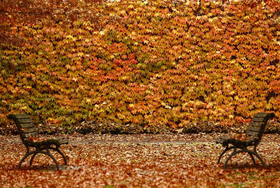 Autumn-colored leaves cover a wall in a park.