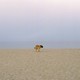 A dog on a sandy beach