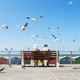 Two elderly people enjoy lunch on a bench in front of seagulls