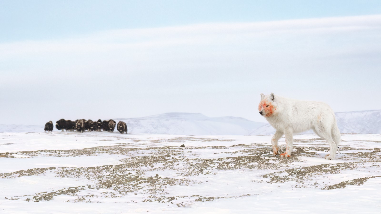 An Arctic wolf with a bloody muzzle stands near a herd of musk oxen on a snowy field.