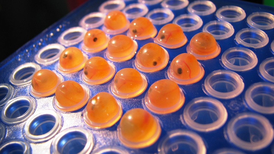 Bright-orange fertilized salmon eggs with the eyes of developing embryos visible inside, arrayed in a square in plastic wells