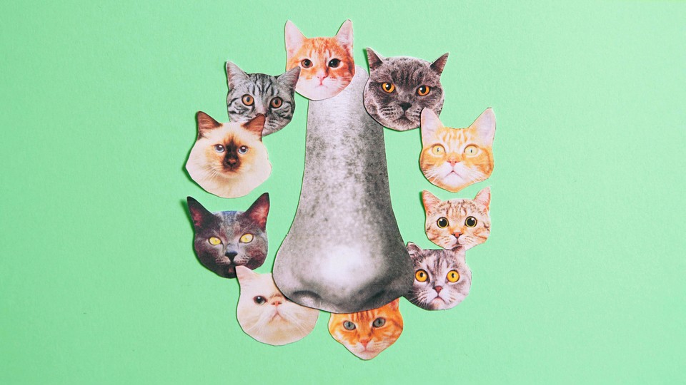 a nose surrounded by cutouts of cat faces on a sea foam green background