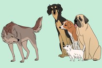 A cartoon drawing of a wolf facing a small pack of dogs of different breeds