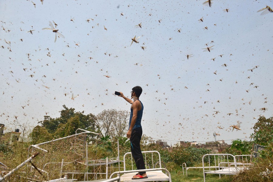 Photos: The Locust Swarms of 2020 - The Atlantic