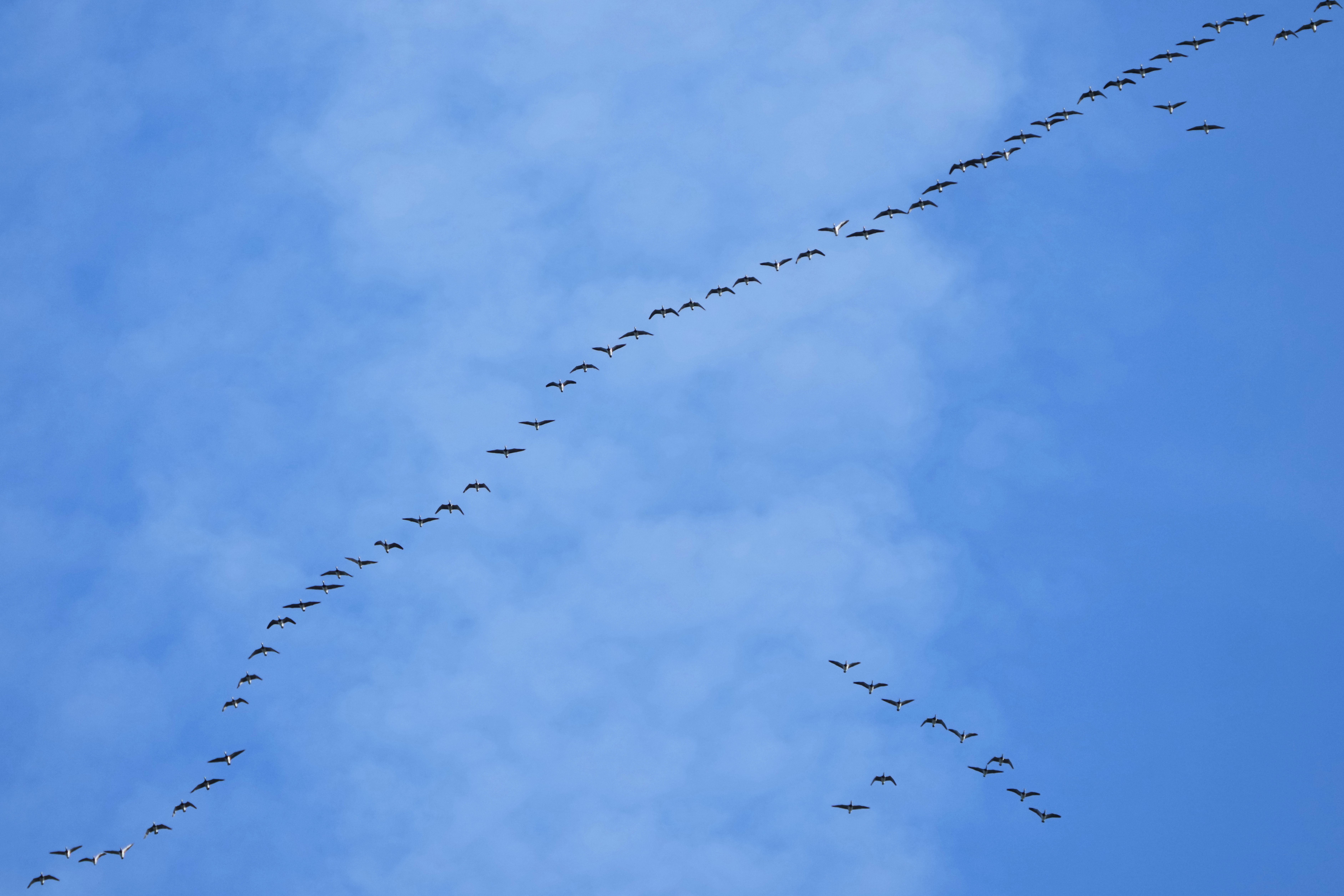Dozens of geese fly in formation.