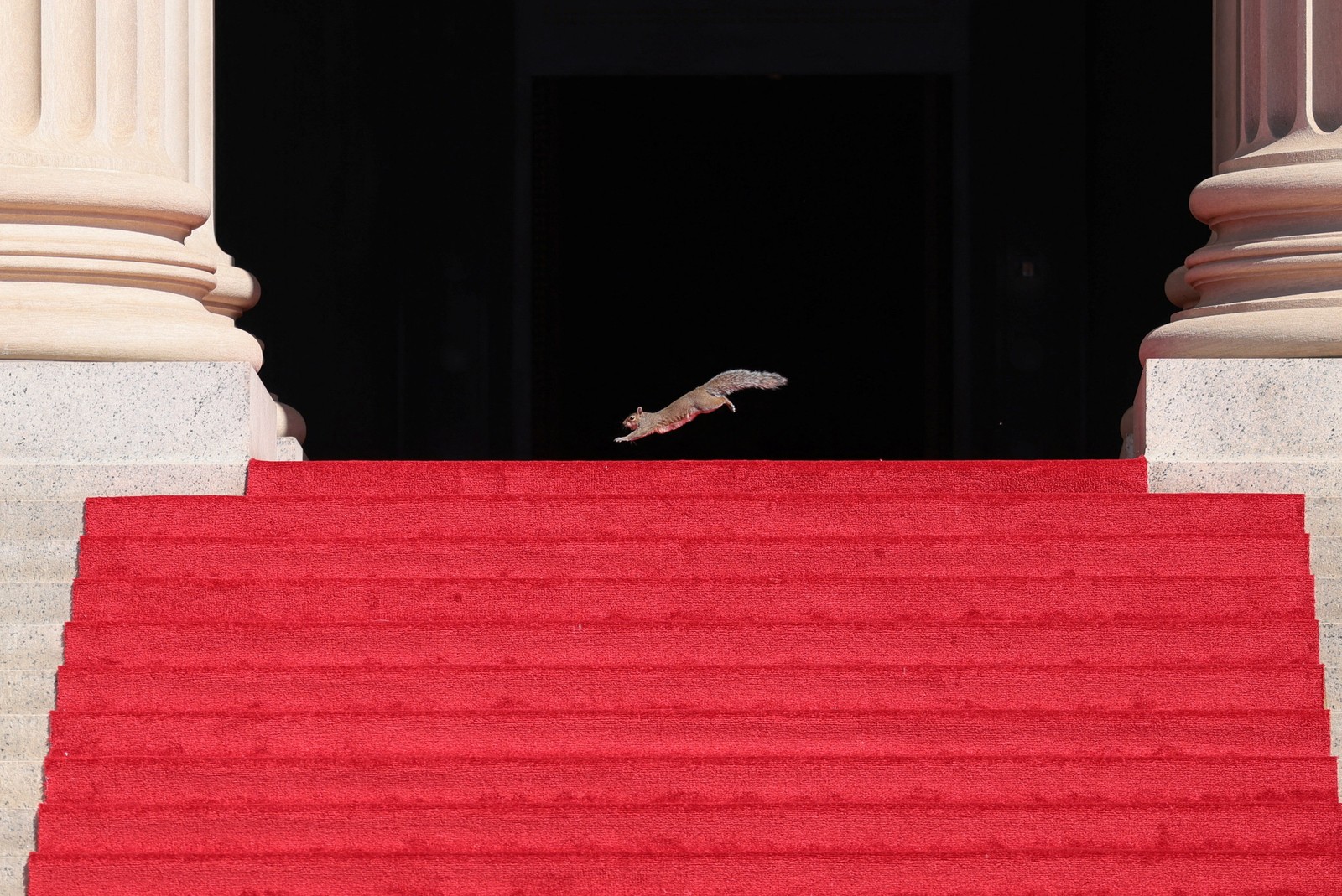 A squirrel leaps across a red carpet at the top of a flight of stairs.