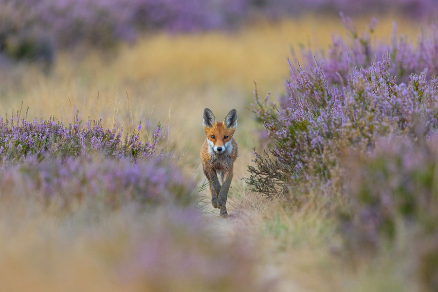 A red fox trots on a path through purple flowering bushes.