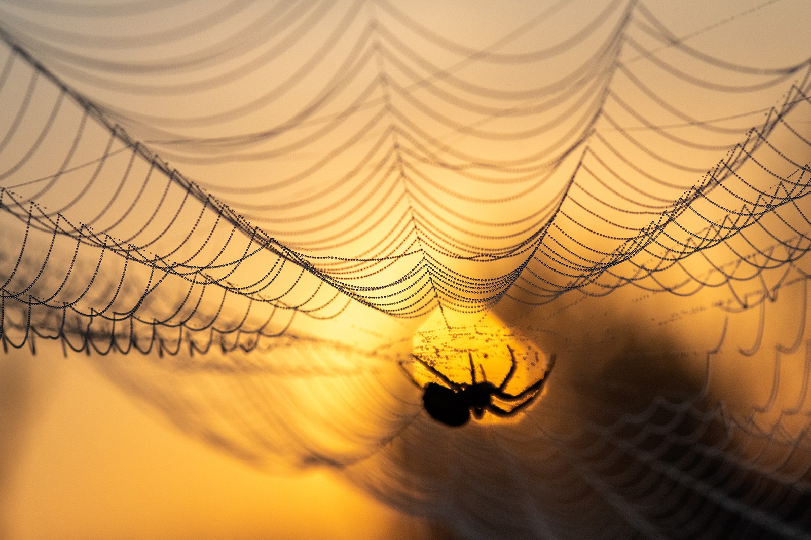 A spider hangs beneath a spiderweb with many of its strands weighed down by dewdrops.