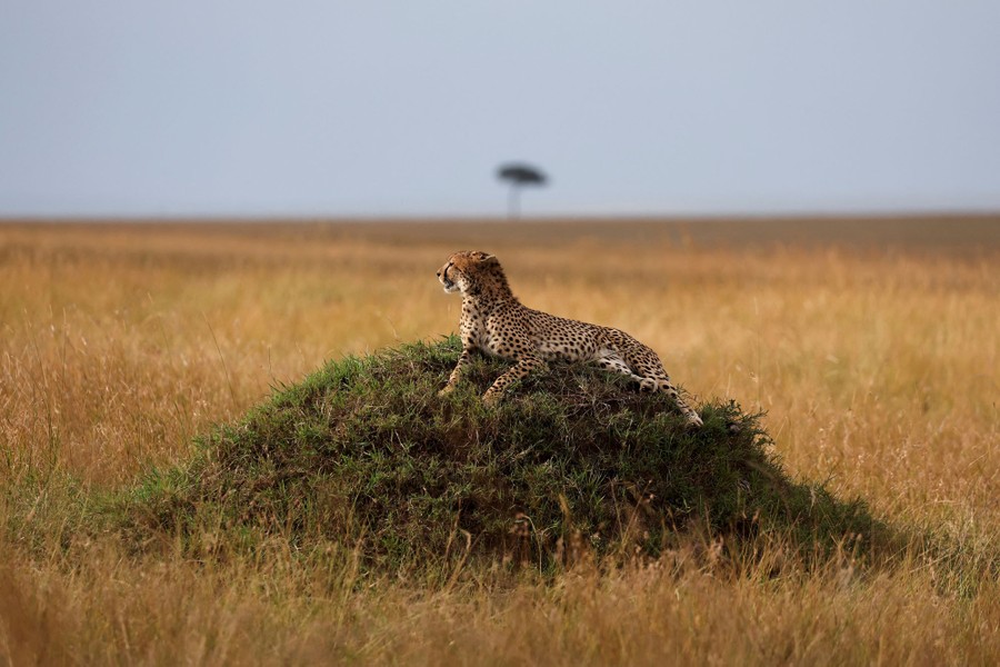 A cheetah lies on a mound in a large wildlife park in Kenya.