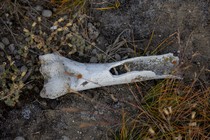 A cracked animal bone in dirt