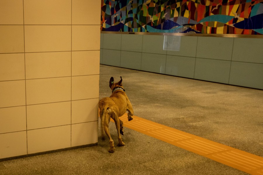 A dog runs around a corner in a subway station.