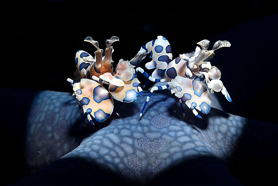 A couple of Harlequin shrimp perch on a blue sea star.