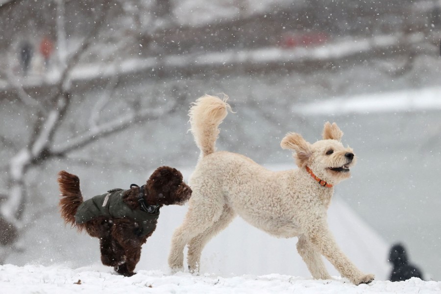 Two dogs run and play in snow in a park.