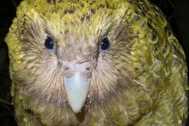 A kakapo looks straight into the camera.