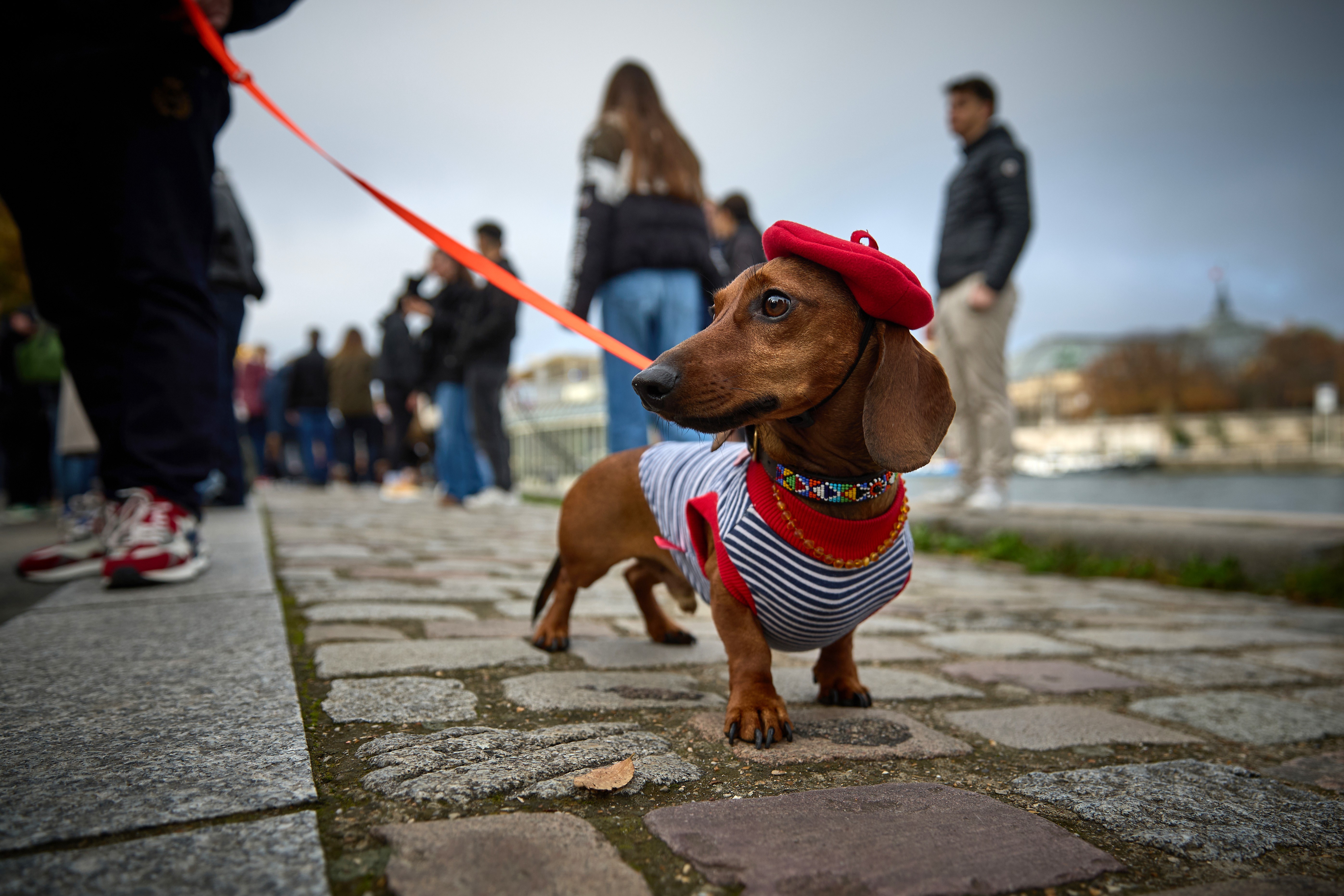 A dachshund being taken on a walk, while wearing a striped vest and jaunty red beret